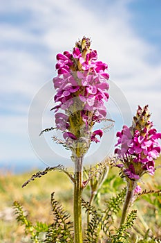 Pink flower of Mytnik lat. PediculÃÂ¡ris . Pedicularis verticillata. Flower in the meadow. wild flower