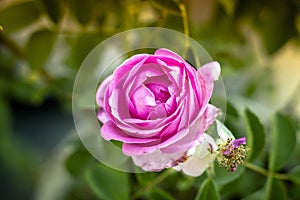 Pink flower on nature with blurred green background photo