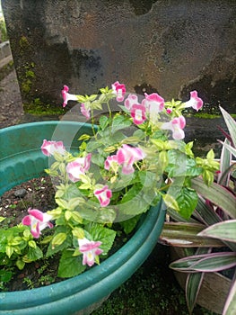 Pink flower, nature, cuteflower