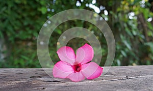 Pink flower on old wooden with nature background