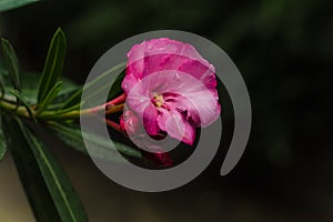 Pink flower oleander or nerium