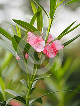 Pink Flower Oleander Sweet Oleander Rose Bay beautiful in Nature