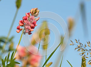 Pink flower Ononis arvensis herbaceous perennial of medical plant in grass on meadow near forest with green leaves and stem at sun