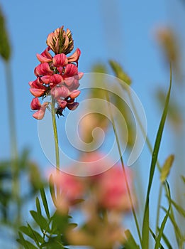 Pink flower Ononis arvensis herbaceous perennial of medical plant in grass on meadow near forest with green leaves and stem at sun