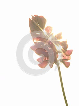 Pink flower Ononis arvensis herbaceous perennial of medical plant in grass on meadow near forest with green leaves and stem at sun