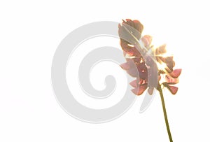 Pink flower Ononis arvensis herbaceous perennial of medical plant in grass on meadow near forest with green leaves and stem at sun