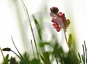 Pink flower Ononis arvensis herbaceous perennial of medical plant in grass on meadow near forest with green leaves and stem at sun