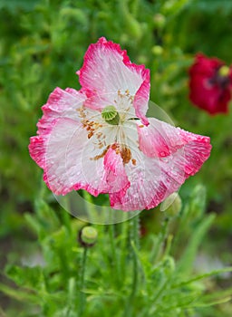 Pink flower of the ornamental poppy with water drops