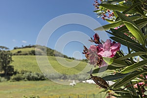 Pink flower overlooking the green field photo