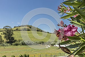 Pink flower overlooking the green field photo