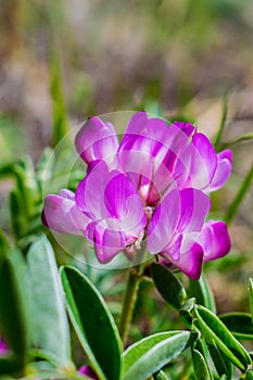 Pink flower. Oxytropis, or Astrology lat. OxÃÂ½tropis Perennial herbaceous plants