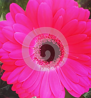 Pink flower p flower