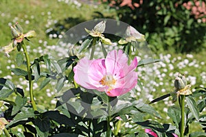 Pink flower of Paeonia lactiflora close-up. Flowering peony plant in garden