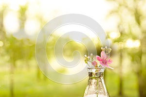 Pink flower in part of science glass flask with blur sunlight green garden in medical health wellness concept