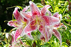 Pink Flower in Pawleys Island, South Carolina