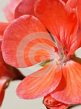 Pink flower pelargonium