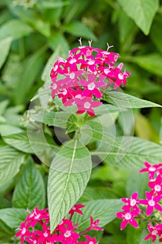 Pink flower of Pentas Lanceolata