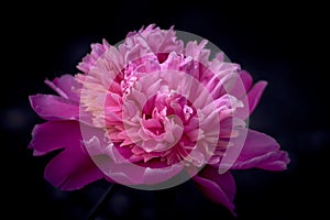 Pink flower peony against the dark background.