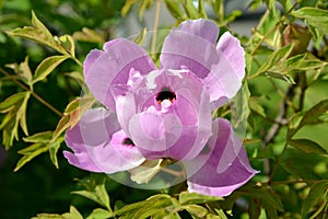 Pink flower peony shrub tree-shaped Paeonia suffruticosa