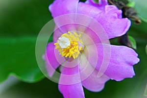 The pink flower of Pereskia Grandifolia