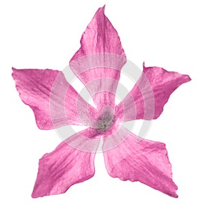 Pink flower of periwinkle, lat. Vinca, isolated on white backgro