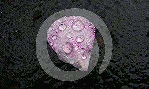 Pink Flower Petal On Dark Contrast background during Rain Fall