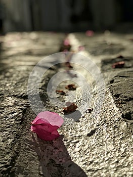 A pink flower petal sits in the ancient streets of Paros, Greece — GREEK