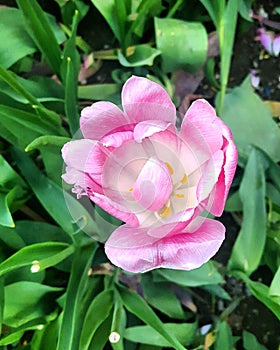 A pink flower with petals