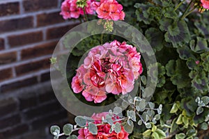 Pink flower petals blooming in the sunshine surrounded by green petals