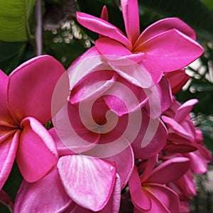 Pink flower petals with close hinges look enchanting