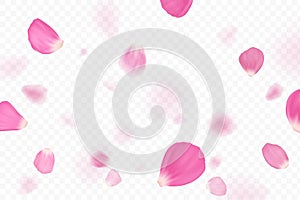 Pink flower petals are falling. Isolated on transparent background
