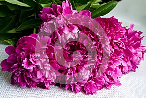 Pink flower petals in raindrops