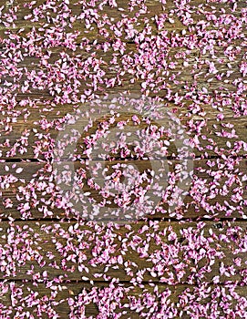 Pink flower petals scattered over wood planks background texture.