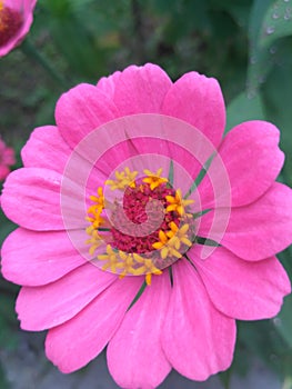 Pink flower