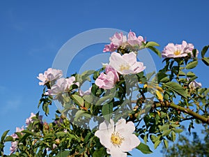 Pink Flower. Pink wild rose or dogrose flowers with leafs on blue sky background.