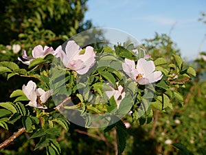 Pink Flower. Pink wild rose or dogrose flowers with leafs on blue sky background.