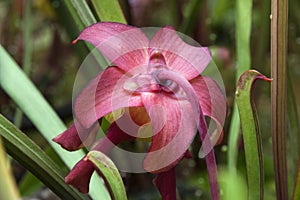 Pink flower of a pitfall plant in sunshine