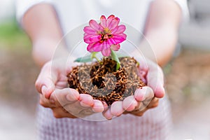 Pink flower of plant at seedling are growing on woman hands