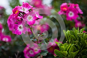 Pink flower in plant tree