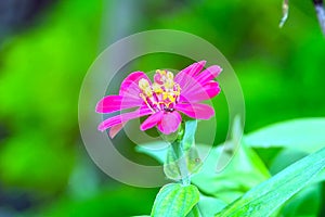 Pink flower plant, yellow petals on blurred background. Stock photo