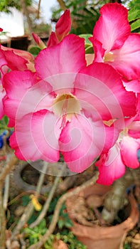 Pink flower, plumeria