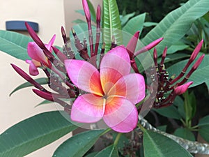 Pink Flower of the plumeria tree