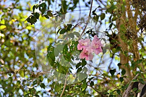 The pink flower of Podranea ricasoliana on a sunny day