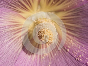 Pink flower pollen on stamen close up view