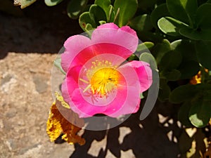 Pink flower of portulaca