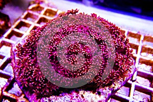 Pink Flower Pot Goniopora sp. LPS coral