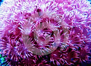 Pink Flower Pot Goniopora sp. LPS coral