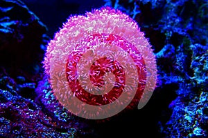 Pink Flower Pot Goniopora sp. LPS coral