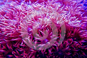 Pink Flower Pot Goniopora sp. LPS coral