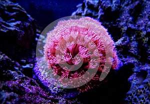 Pink Flower Pot Goniopora sp. LPS coral photo